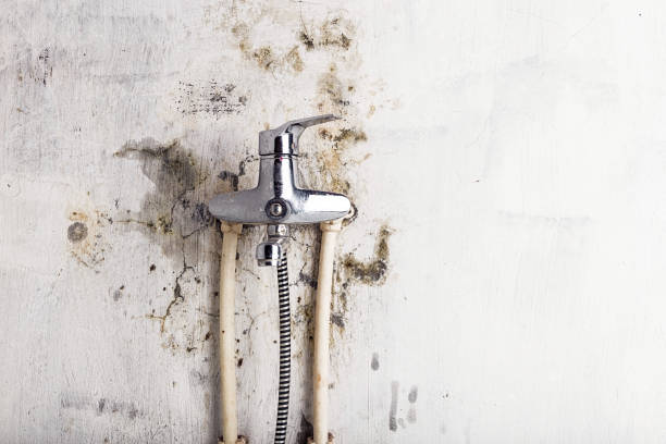 Best Mold Removal Near Me  in Ankeny, IA