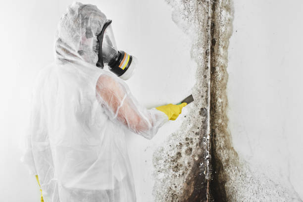 Best Mold Remediation  in Ankeny, IA