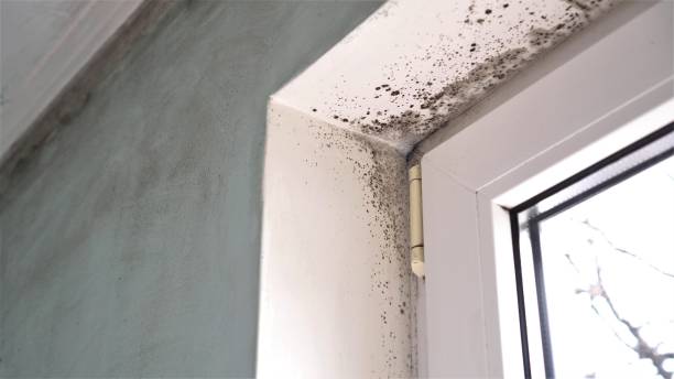 Best Mold Damage Repair  in Ankeny, IA
