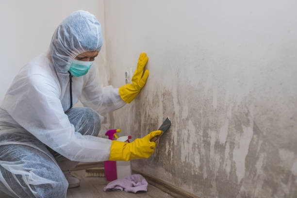 Attic Mold Removal in Ankeny, IA