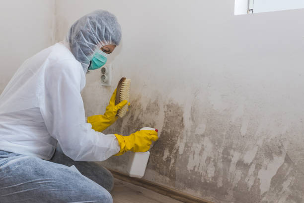 Best Certified Mold Removal  in Ankeny, IA