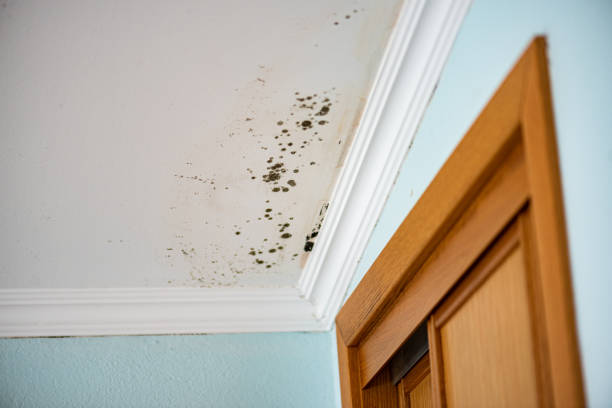 Best Toxic Mold Removal  in Ankeny, IA