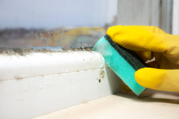 Mold Removal and Inspection in Ankeny, IA