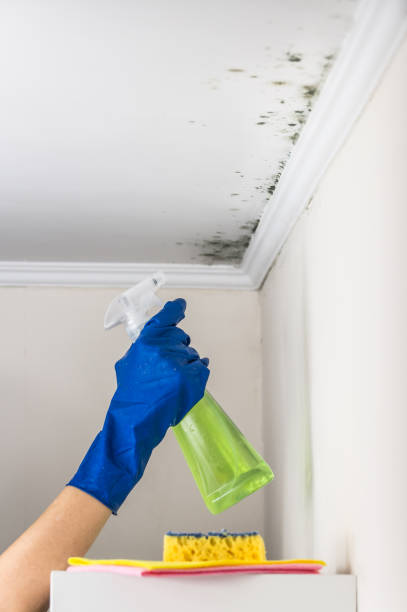Home Mold Removal in Ankeny, IA