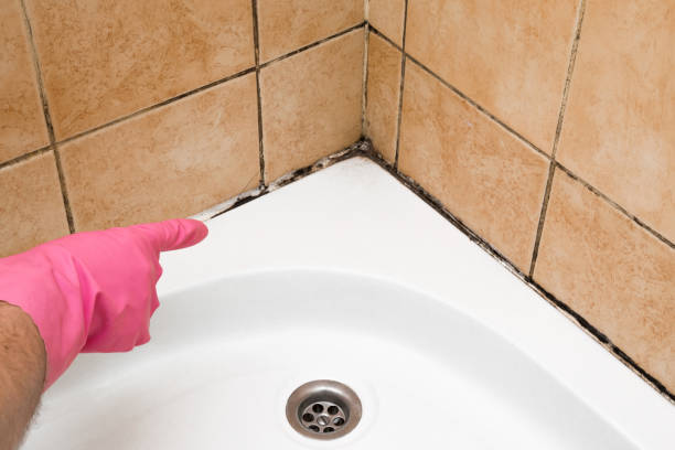 Best Local Mold Removal Service  in Ankeny, IA